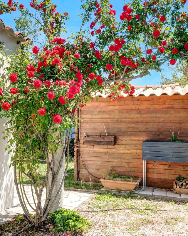 Rosier rouge grimpant sur une pergola devant un abri de jardin en bois